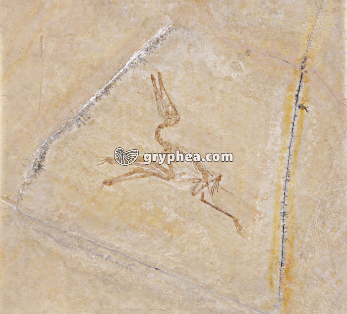 Ptérodactyle (Pterodactylus longirostris) - gryphea.com